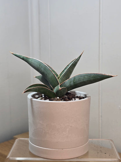 Sansevieria Pinguicula RARE Short Leaf 'Walking Plant' in 3.5" Kanso Designs Pot