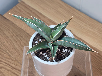 Sansevieria Pinguicula RARE Short Leaf 'Walking Plant' in 3.5" Kanso Designs Pot