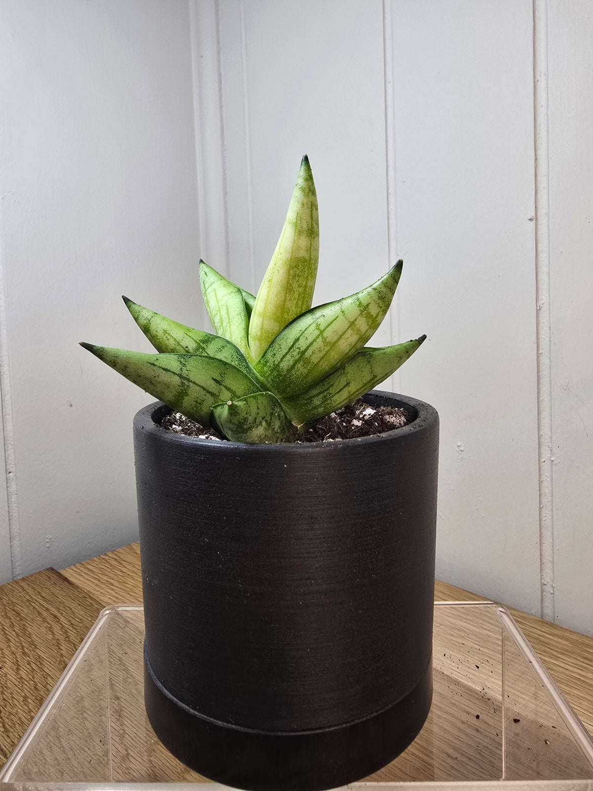Sansevieria Boncel Swirl RARE Mature Live Plant in 3.5" Kanso Designs Pot