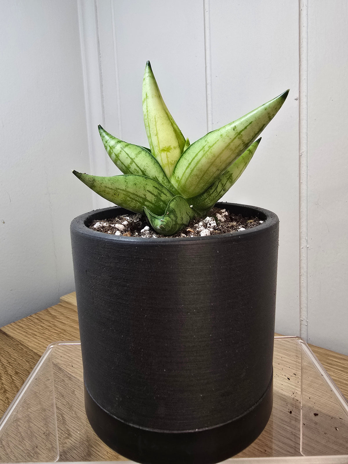 Sansevieria Boncel Swirl RARE Mature Live Plant in 3.5" Kanso Designs Pot