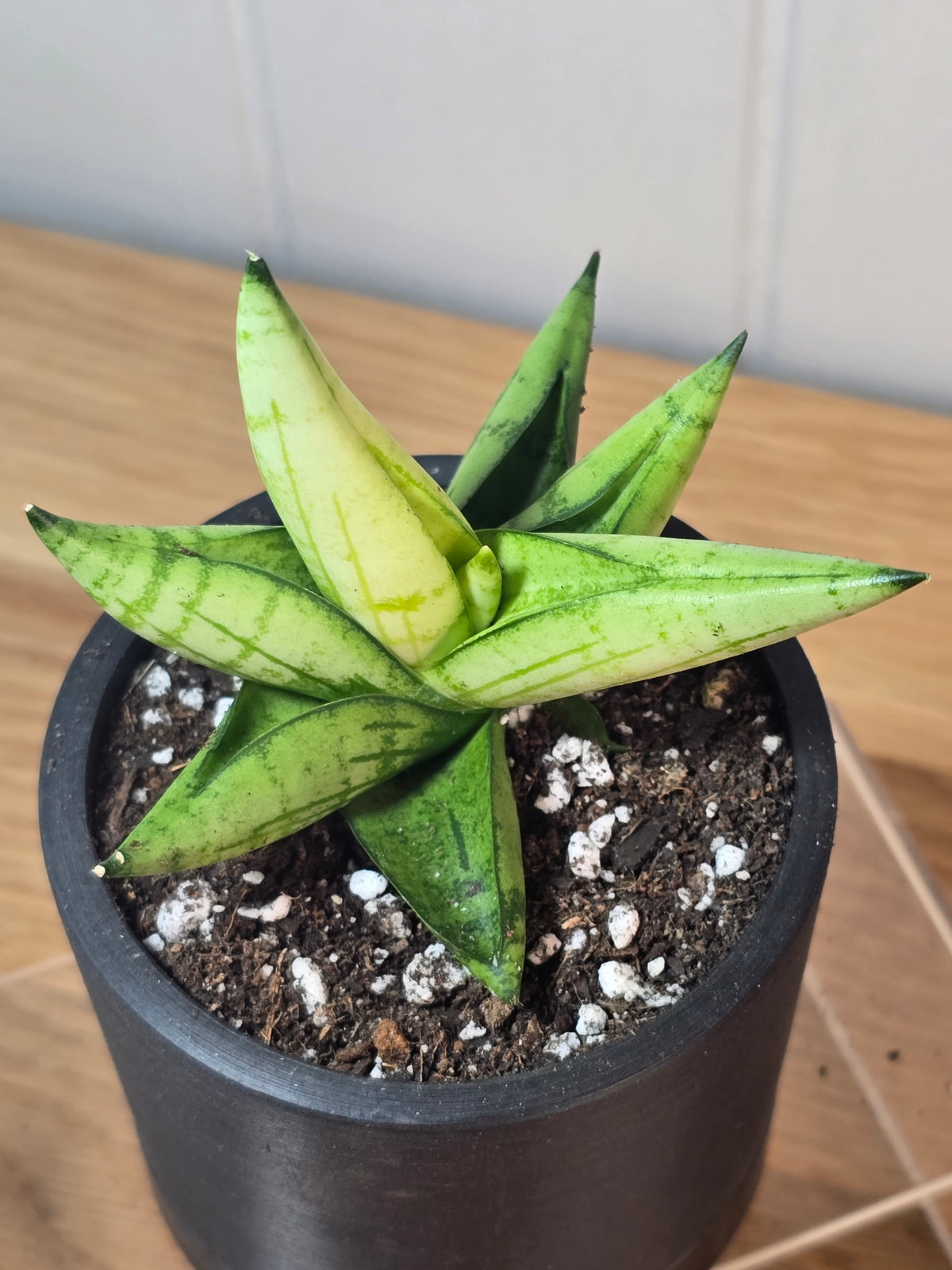 Sansevieria Boncel Swirl RARE Mature Live Plant in 3.5" Kanso Designs Pot