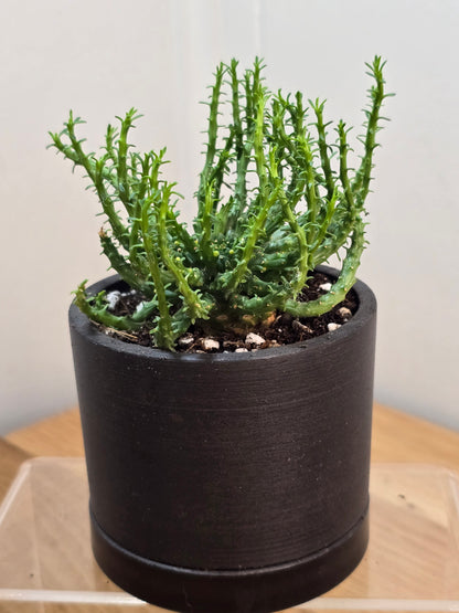 Euphorbia Flanaganii 'Medusa Head' in 3.5" Succulent Kanso Designs Pot w/ Saucer