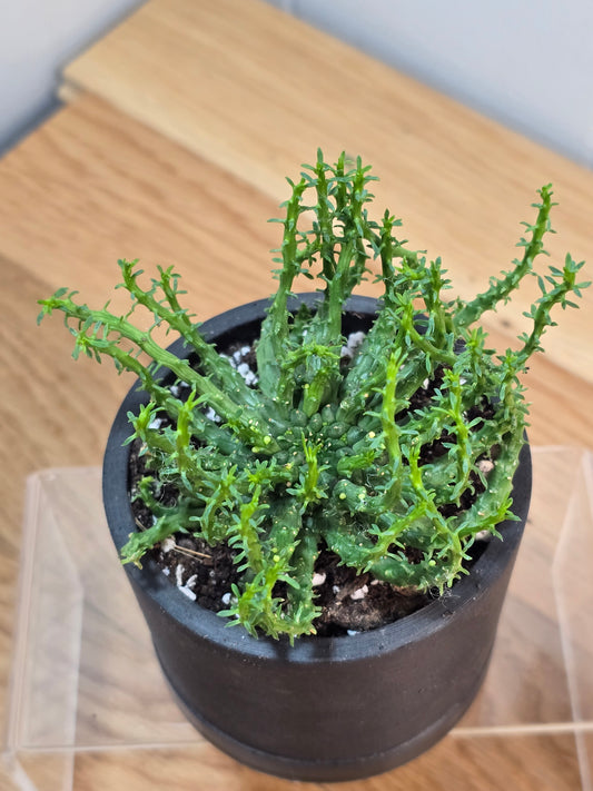 Euphorbia Flanaganii 'Medusa Head' in 3.5" Succulent Kanso Designs Pot w/ Saucer
