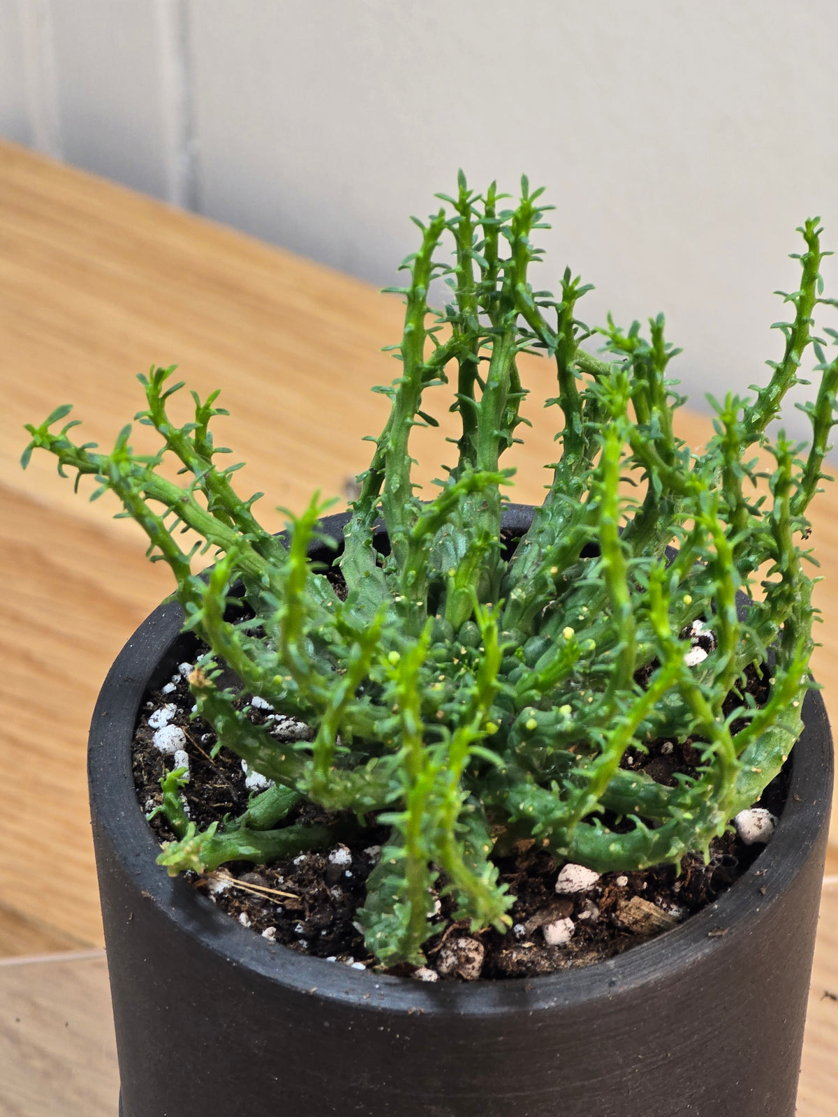 Euphorbia Flanaganii 'Medusa Head' in 3.5" Succulent Kanso Designs Pot w/ Saucer