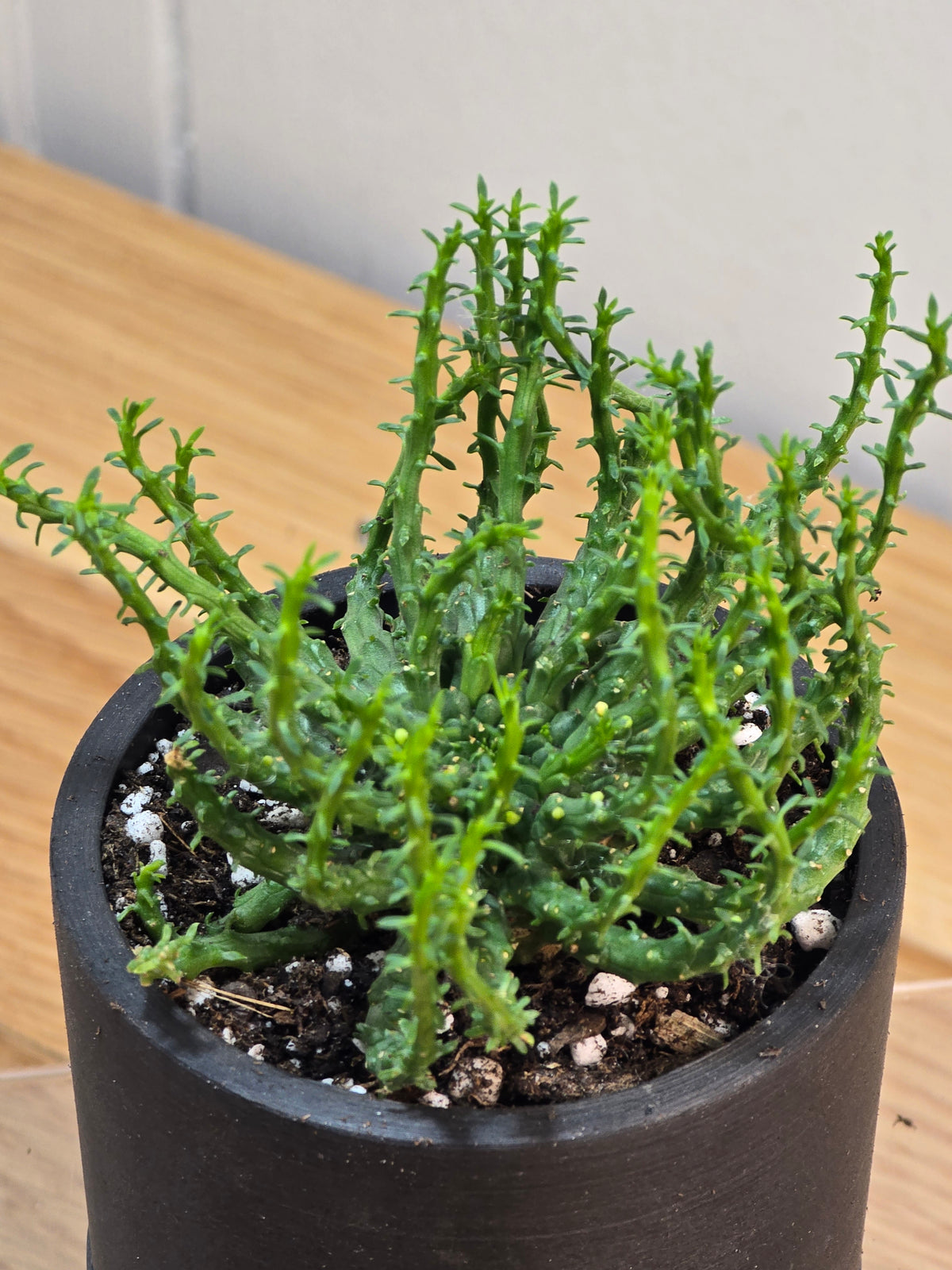Euphorbia Flanaganii 'Medusa Head' in 3.5" Succulent Kanso Designs Pot w/ Saucer