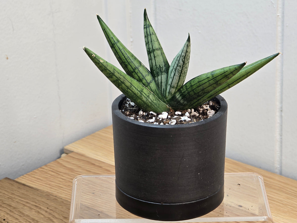 Sansevieria Rookie in 3.5" Kanso Designs Black Pot with Saucer