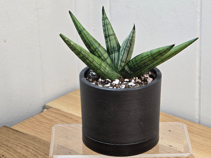 Sansevieria Rookie in 3.5" Kanso Designs Black Pot with Saucer