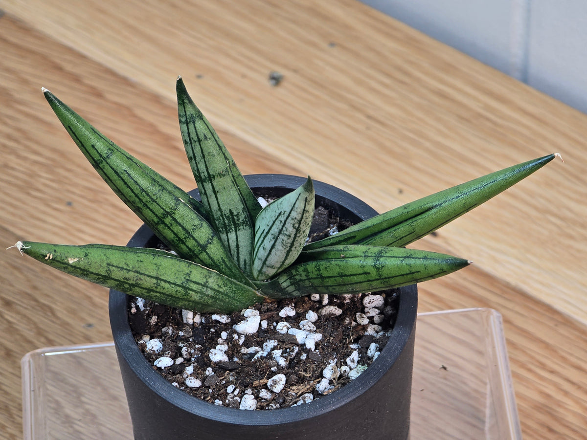 Sansevieria Rookie in 3.5" Kanso Designs Black Pot with Saucer