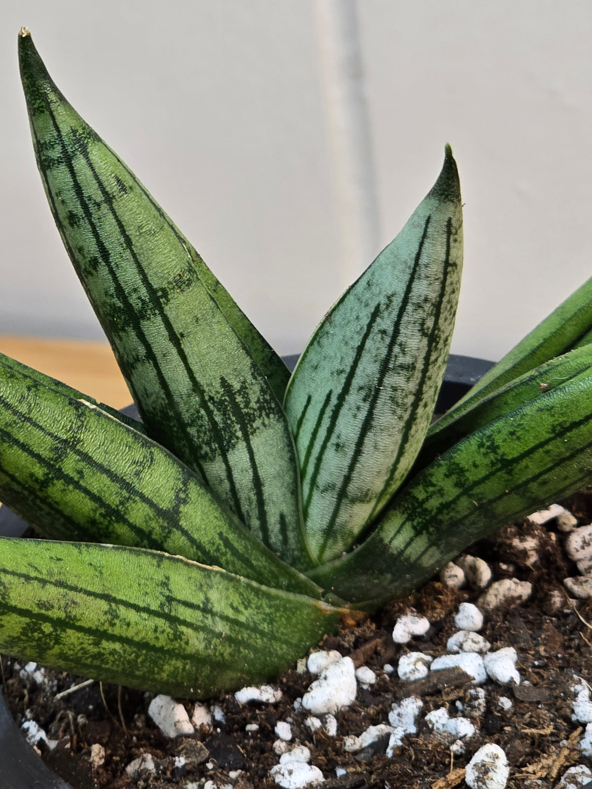 Sansevieria Rookie in 3.5" Kanso Designs Black Pot with Saucer