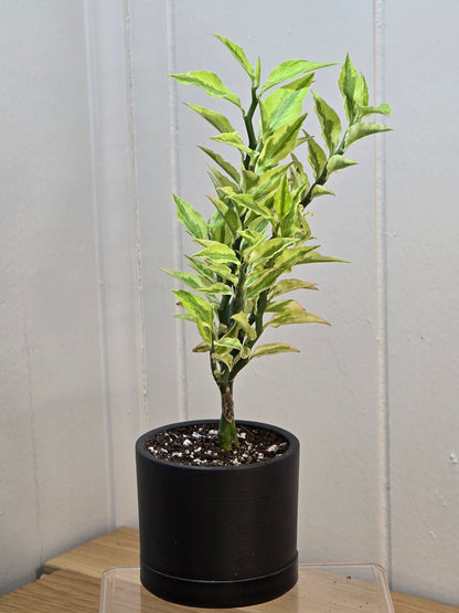 Devil's Backbone Variegated Euphorbia | Zig Zag | Kanso Designs Pot w/Saucer