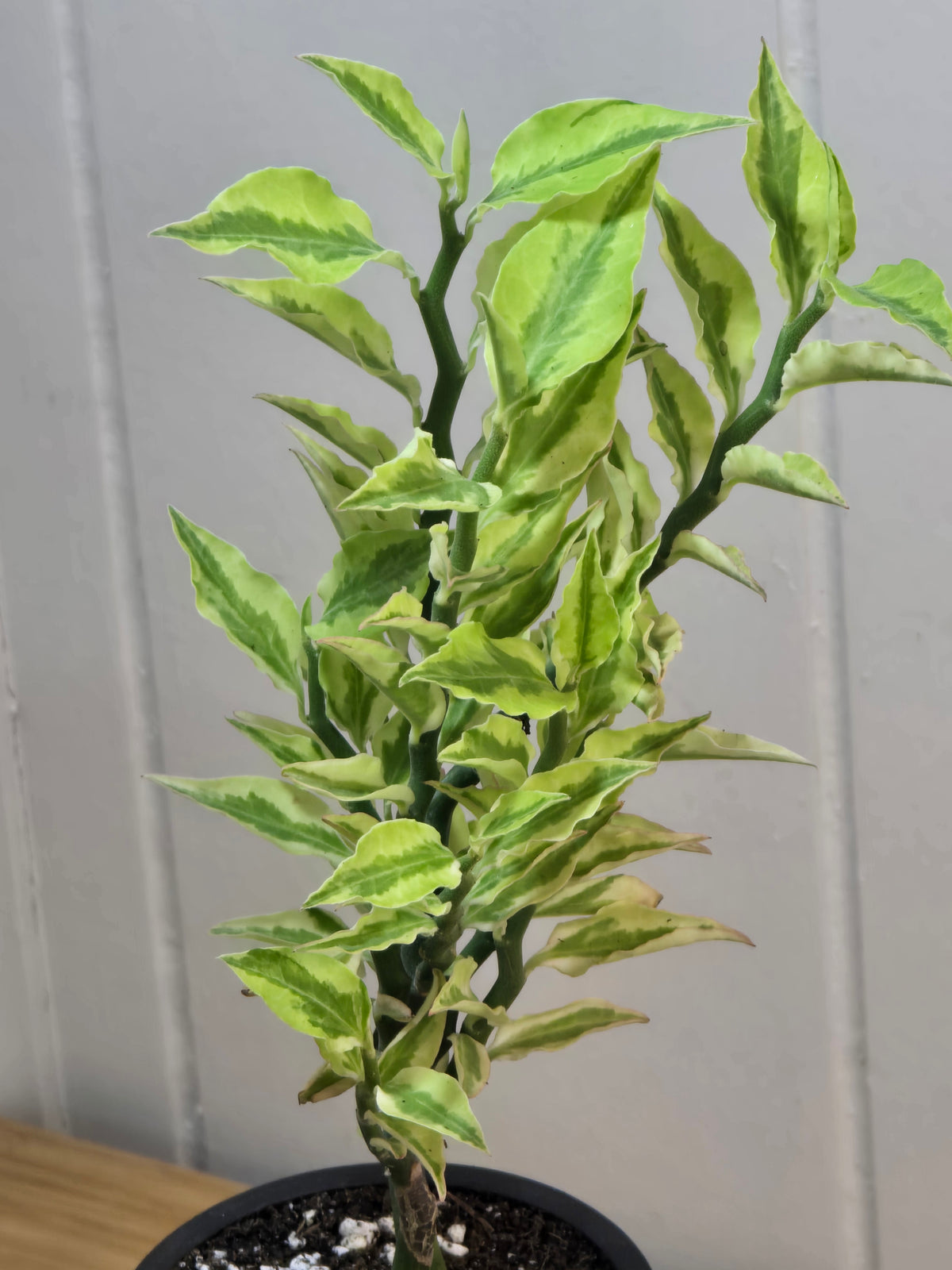Devil's Backbone Variegated Euphorbia | Zig Zag | Kanso Designs Pot w/Saucer