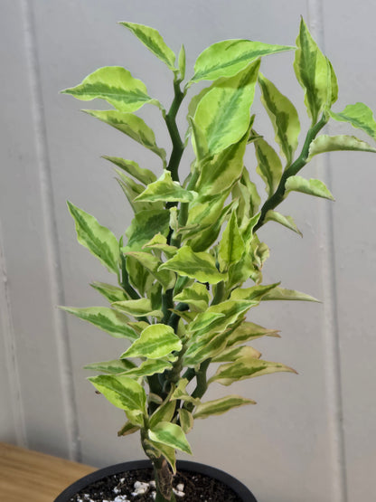 Devil's Backbone Variegated Euphorbia | Zig Zag | Kanso Designs Pot w/Saucer