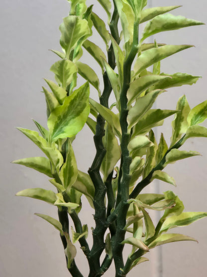 Devil's Backbone Variegated Euphorbia | Zig Zag | Kanso Designs Pot w/Saucer