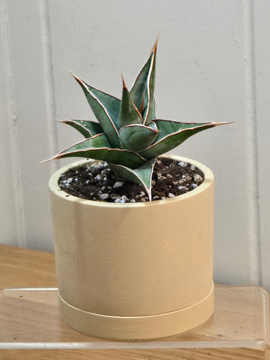 Sansevieria Pinguicula RARE Short Leaf 'Walking Plant' in 3.5" Kanso Designs Pot