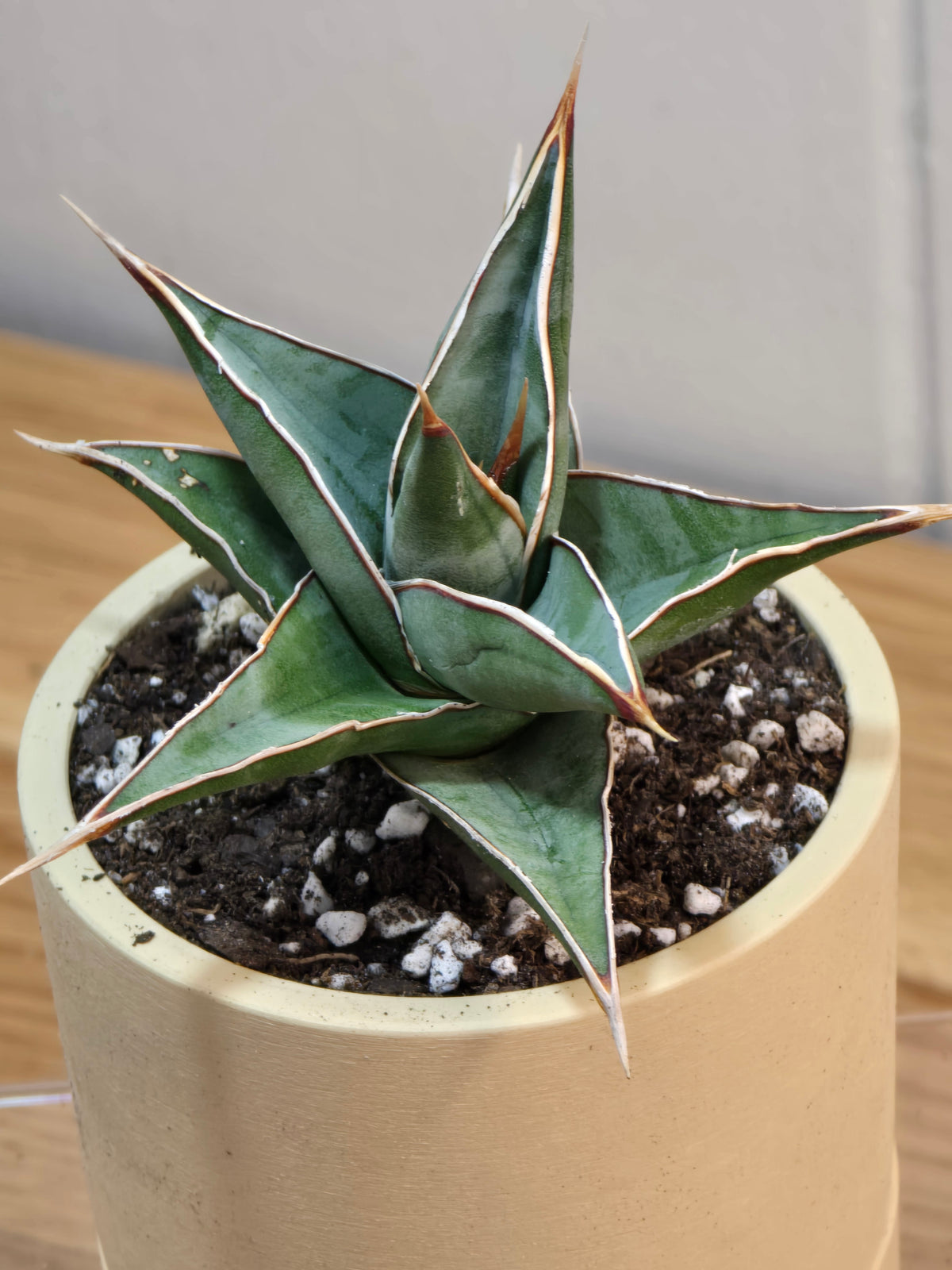 Sansevieria Pinguicula RARE Short Leaf 'Walking Plant' in 3.5" Kanso Designs Pot