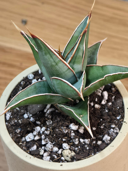 Sansevieria Pinguicula RARE Short Leaf 'Walking Plant' in 3.5" Kanso Designs Pot