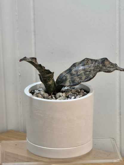 Sansevieria Coppertone | RARE | 3.5" Kanso Designs Pot With Saucer