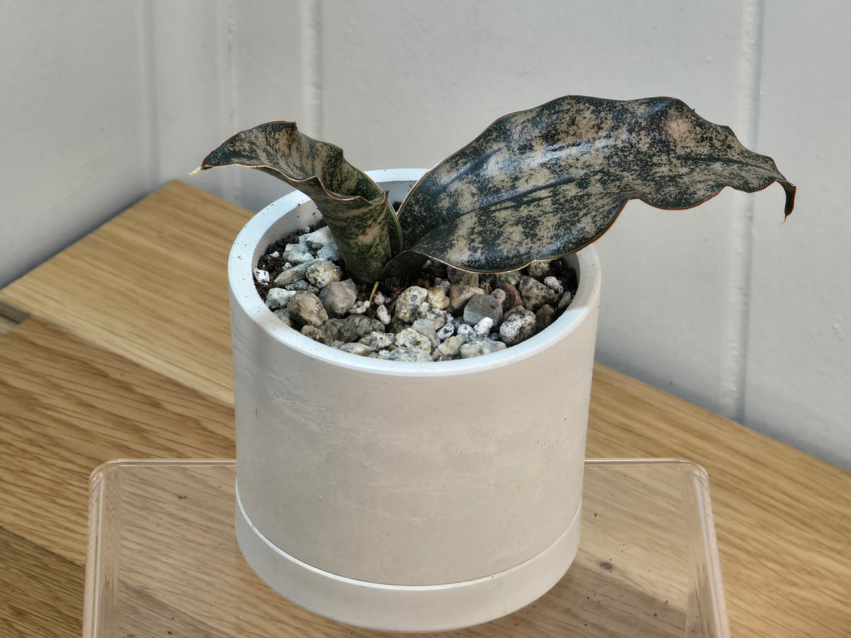 Sansevieria Coppertone | RARE | 3.5" Kanso Designs Pot With Saucer