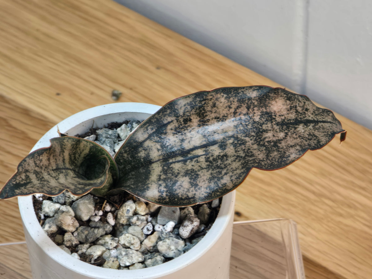 Sansevieria Coppertone | RARE | 3.5" Kanso Designs Pot With Saucer