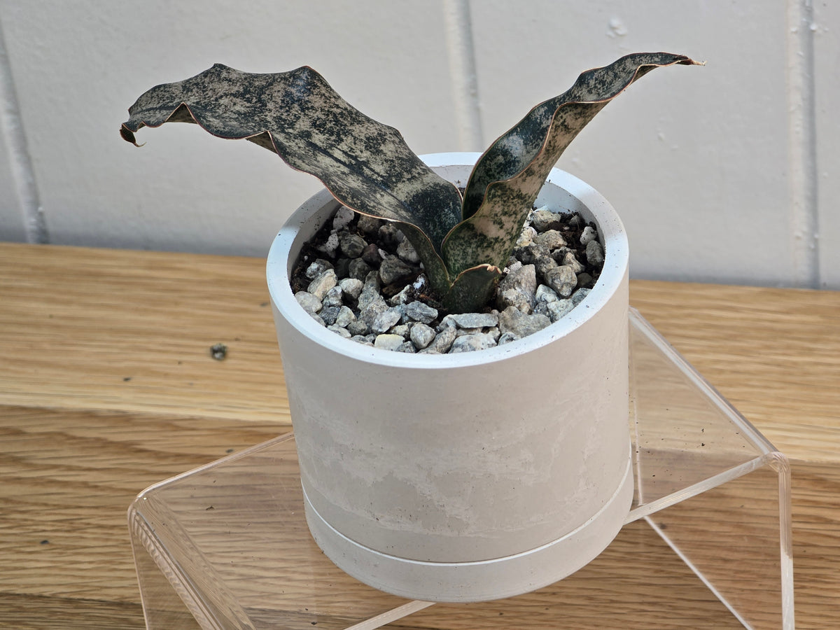 Sansevieria Coppertone | RARE | 3.5" Kanso Designs Pot With Saucer