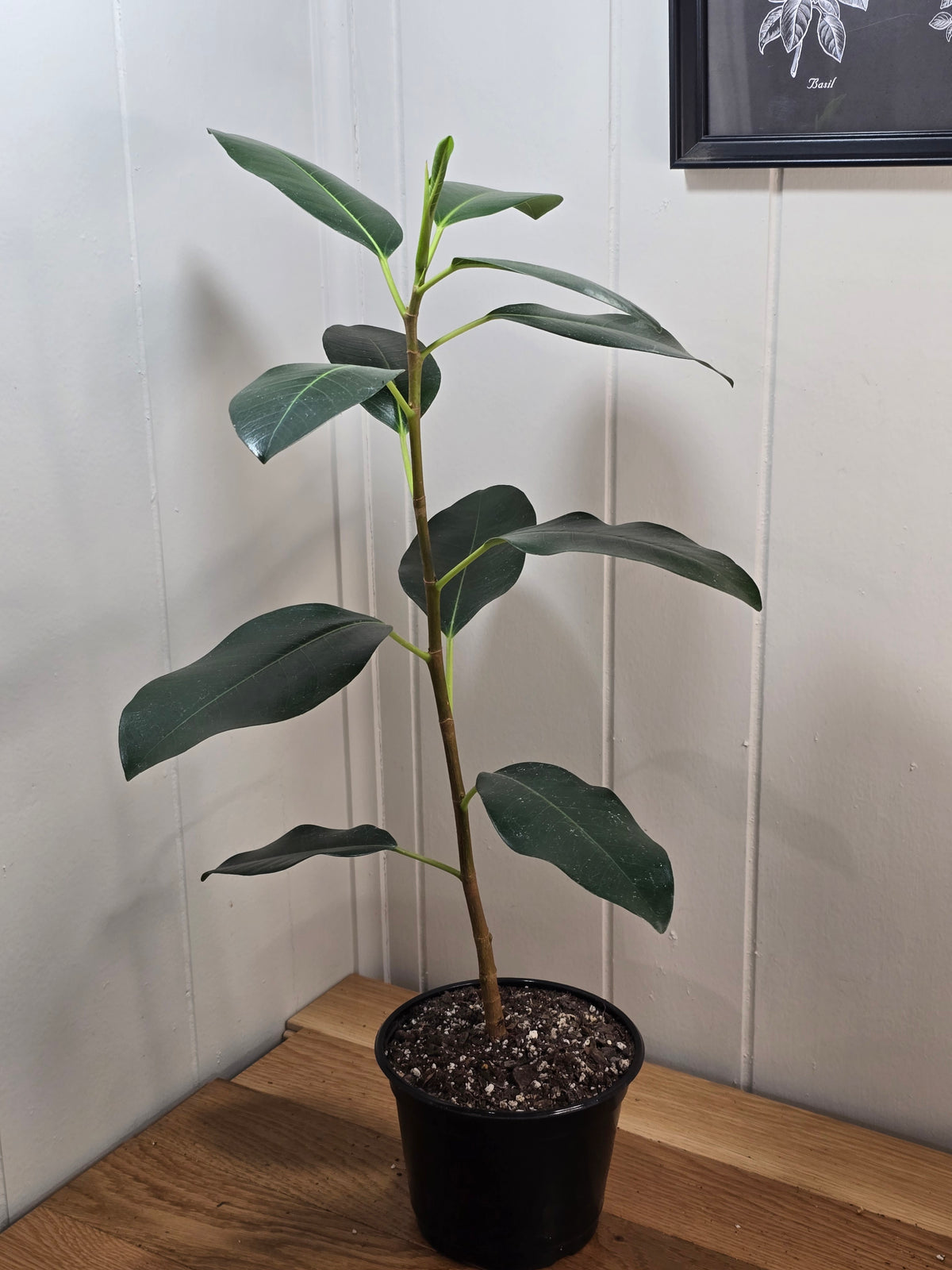 Ficus Watkinsiana | Uncommon Variety | Ships Bare Root
