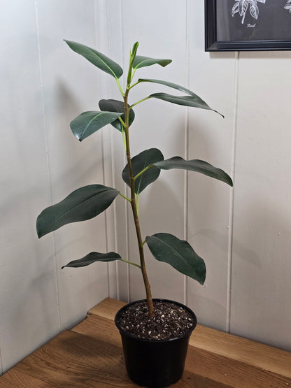 Ficus Watkinsiana | Uncommon Variety | Ships Bare Root