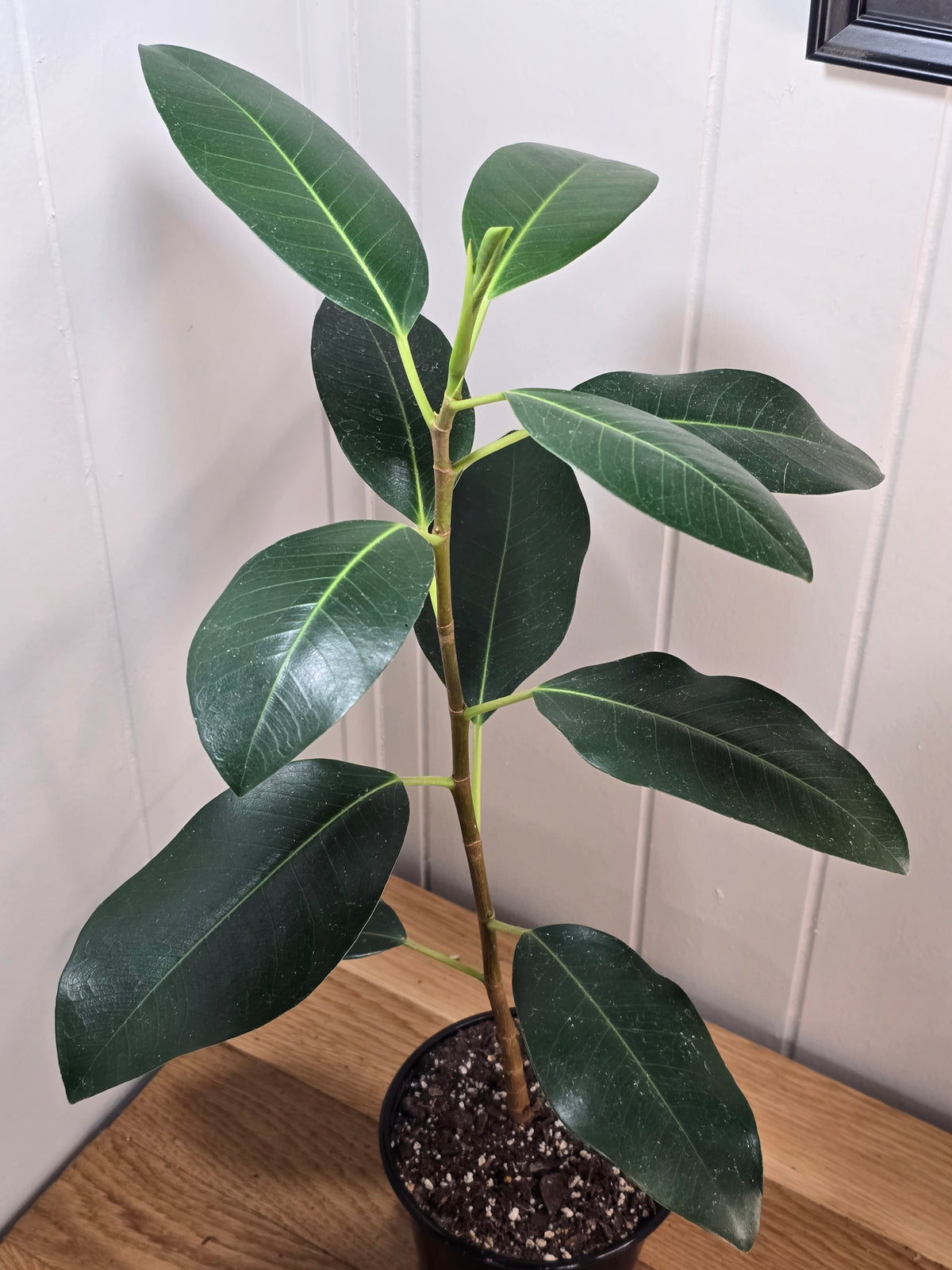 Ficus Watkinsiana | Uncommon Variety | Ships Bare Root