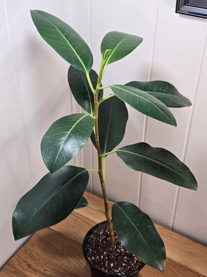 Ficus Watkinsiana | Uncommon Variety | Ships Bare Root