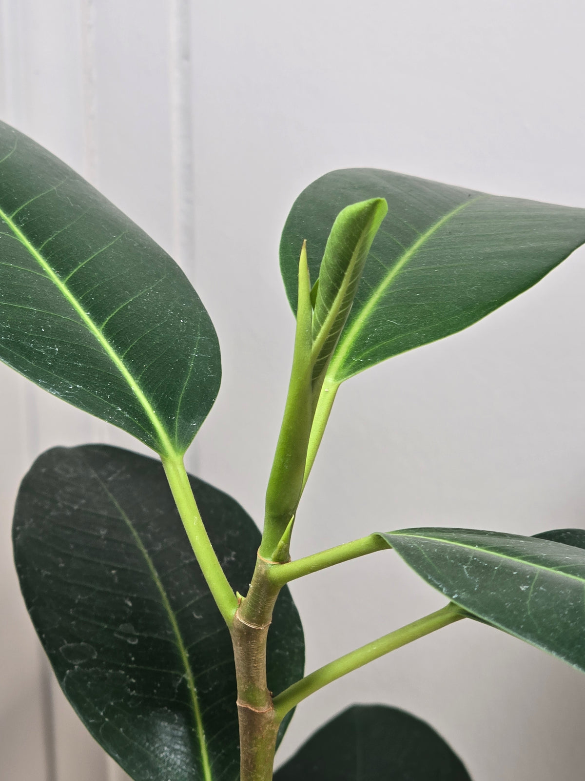 Ficus Watkinsiana | Uncommon Variety | Ships Bare Root