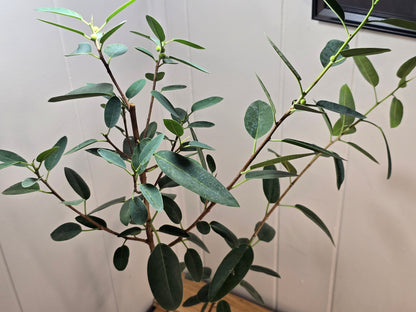 Ficus Malagasy "Rock Fig" Tree Bare Root Shipping