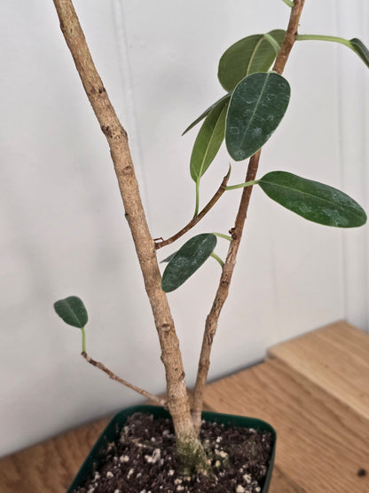 Ficus Malagasy "Rock Fig" Tree Bare Root Shipping