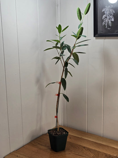 Ficus Malagasy "Rock Fig" Tree Bare Root Shipping