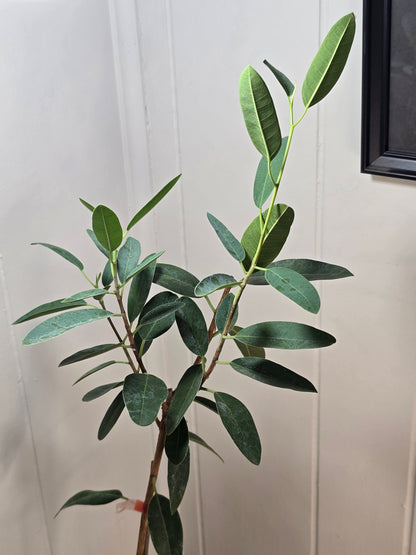 Ficus Malagasy "Rock Fig" Tree Bare Root Shipping