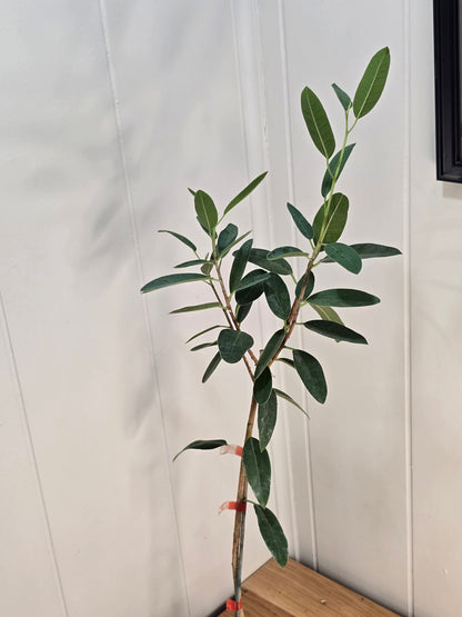 Ficus Malagasy "Rock Fig" Tree Bare Root Shipping
