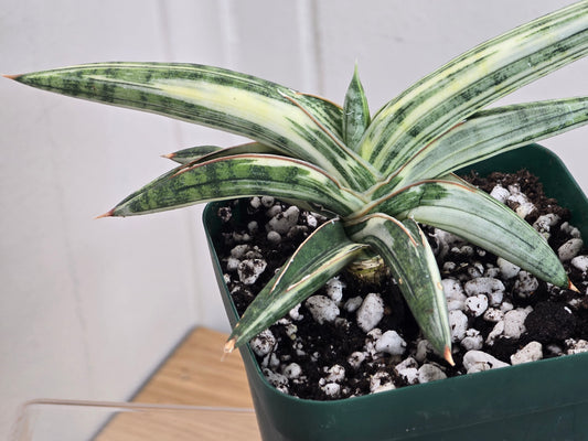 Sansevieria RARE 'Blue Clone' Variegated Plant Houseplant in 4"Pot