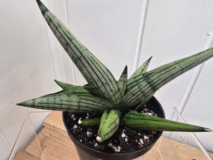 Sansevieria Dracaena Rookie RARE Hybrid 3.5" Pot
