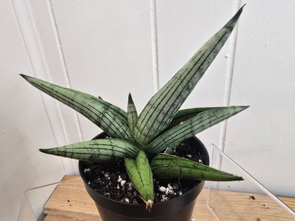 Sansevieria Dracaena Rookie RARE Hybrid 3.5" Pot
