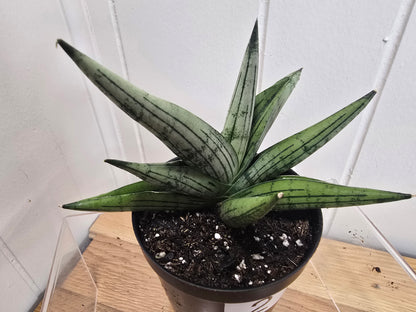 Sansevieria Dracaena Rookie RARE Hybrid 3.5" Pot