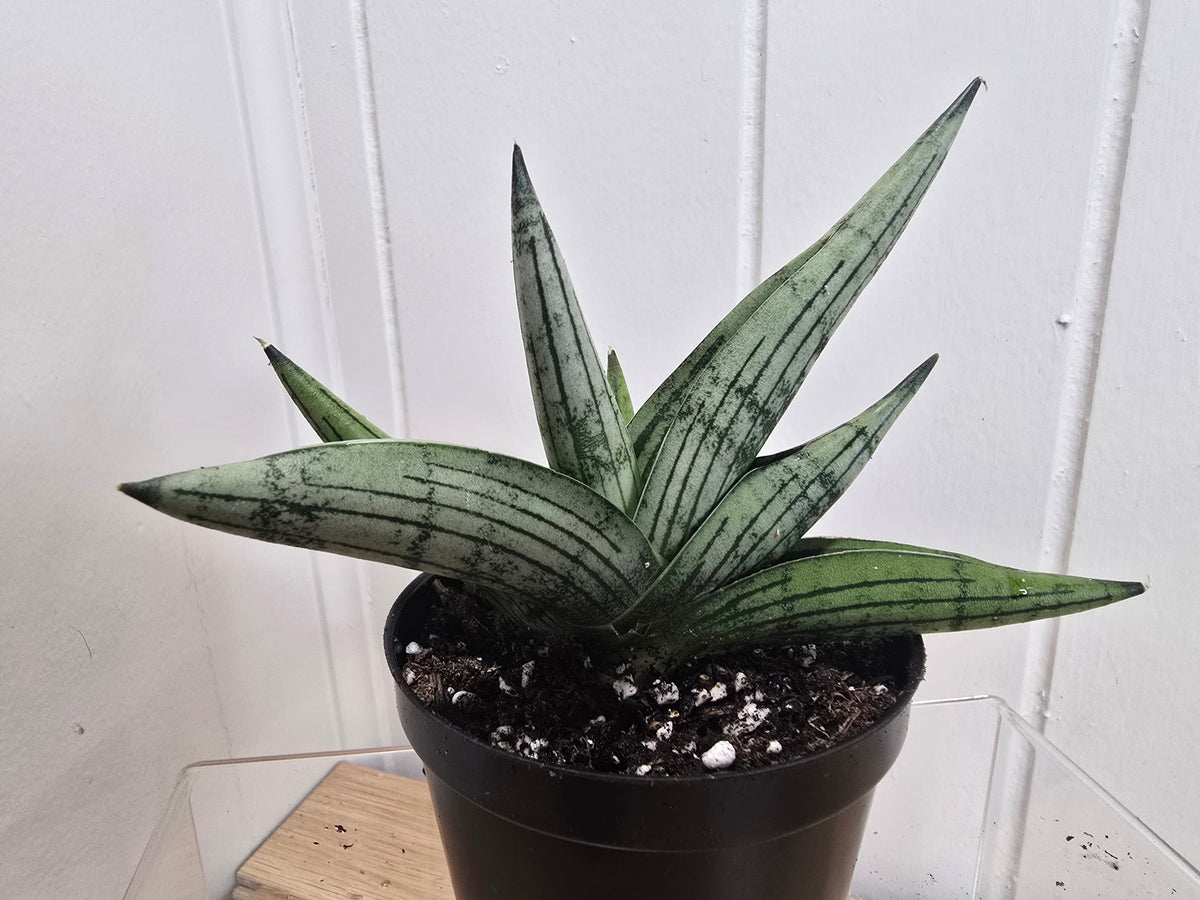 Sansevieria Dracaena Rookie RARE Hybrid 3.5" Pot
