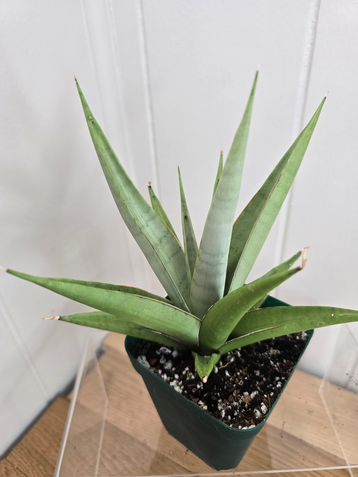 Sansevieria Chanin RARE Variety Snake Plant 5.5" Tall