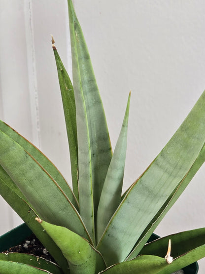 Sansevieria Chanin RARE Variety Snake Plant 5.5" Tall