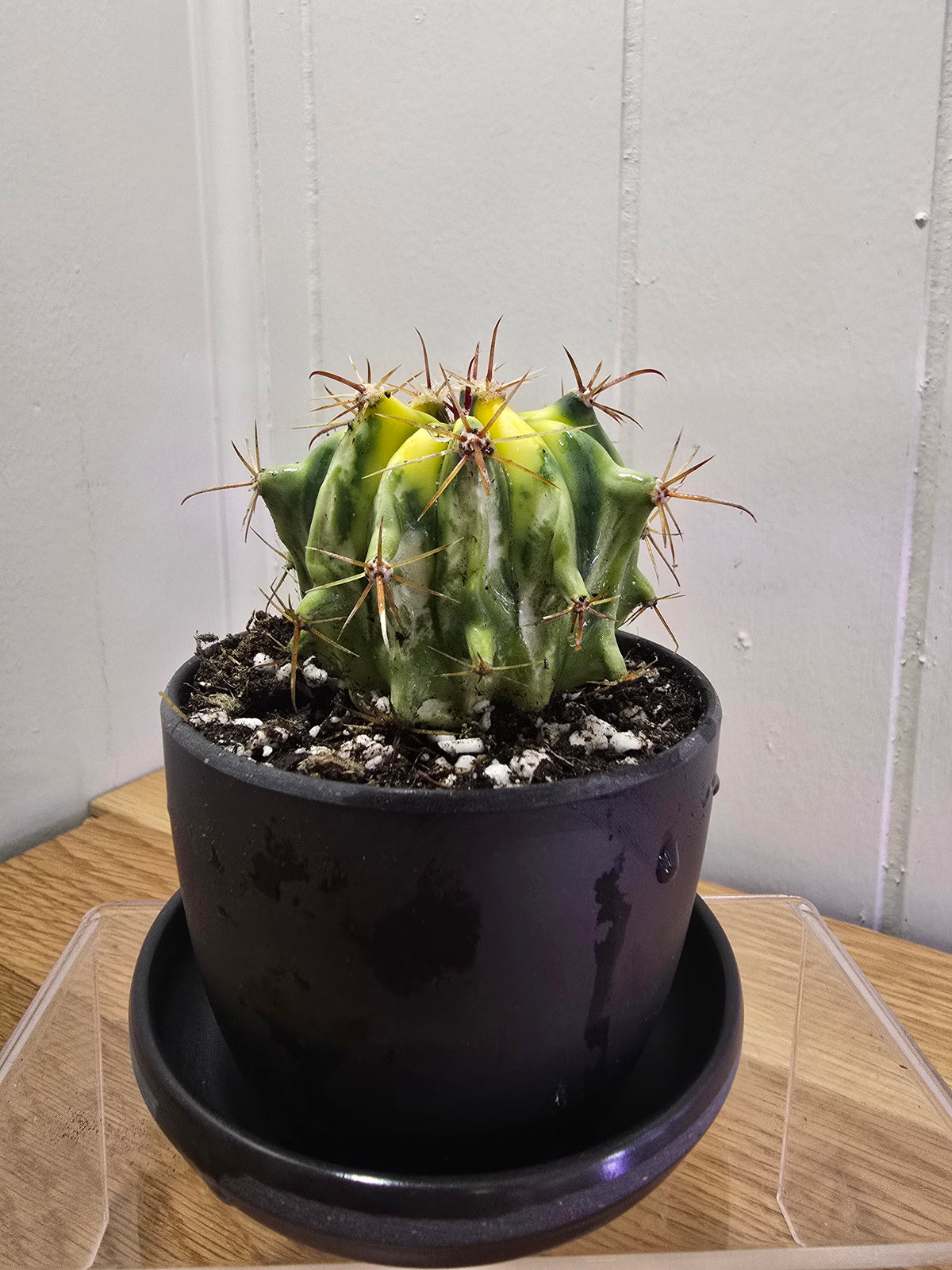 Variegated Fire Barrel Cactus | RARE & Unusual | in Black 3.5" Kanso Pot