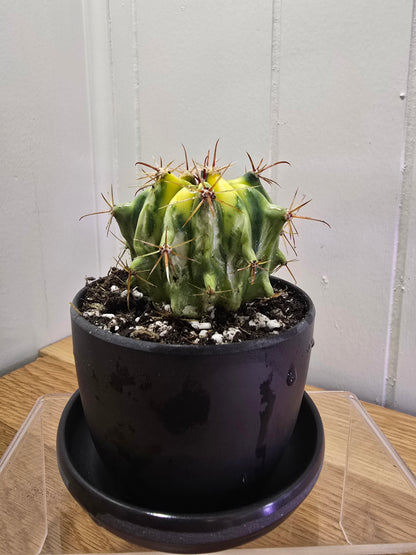 Variegated Fire Barrel Cactus | RARE & Unusual | in Black 3.5" Kanso Pot