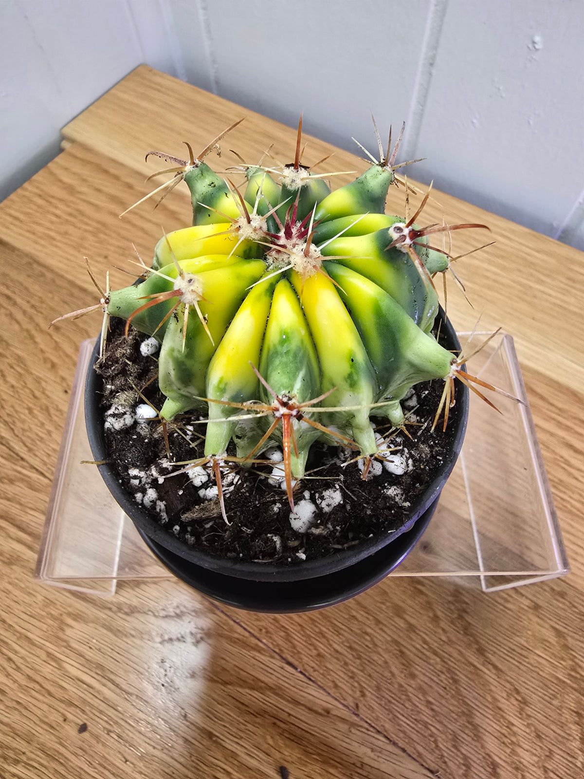 Variegated Fire Barrel Cactus | RARE & Unusual | in Black 3.5" Kanso Pot