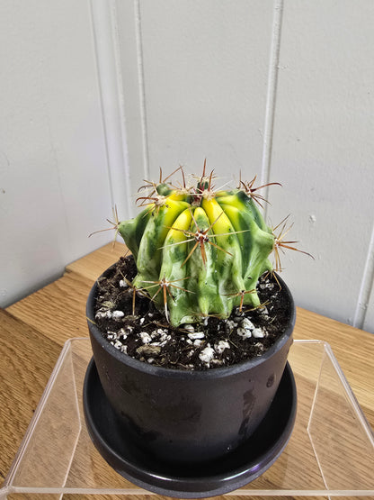 Variegated Fire Barrel Cactus | RARE & Unusual | in Black 3.5" Kanso Pot