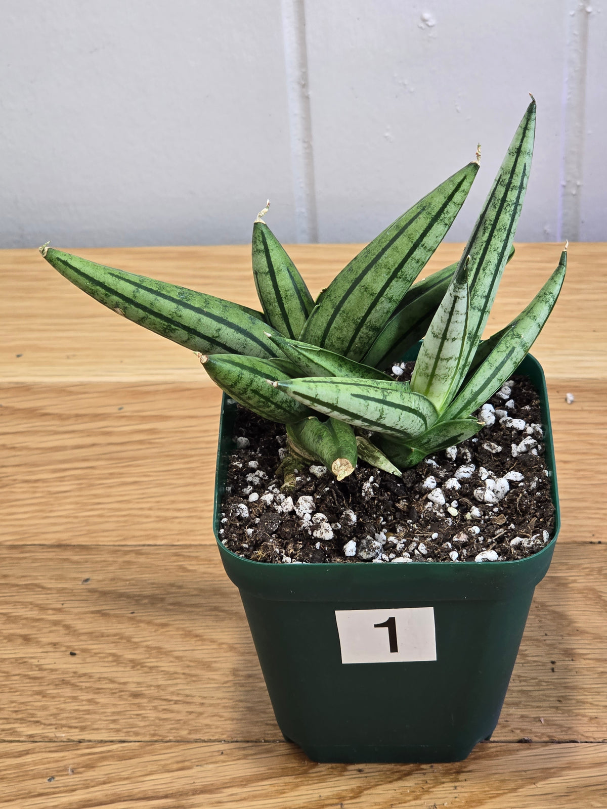 Sansevieria 'Fatman' – Unusual Growth – Fully Rooted in 4" Pot – USA Seller