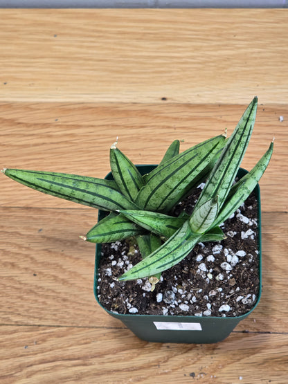 Sansevieria 'Fatman' – Unusual Growth – Fully Rooted in 4" Pot – USA Seller