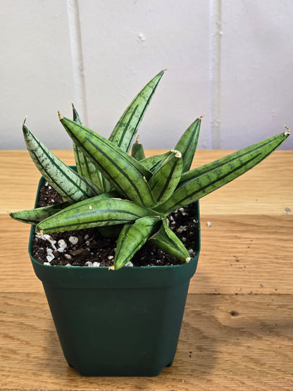 Sansevieria 'Fatman' – Unusual Growth – Fully Rooted in 4" Pot – USA Seller