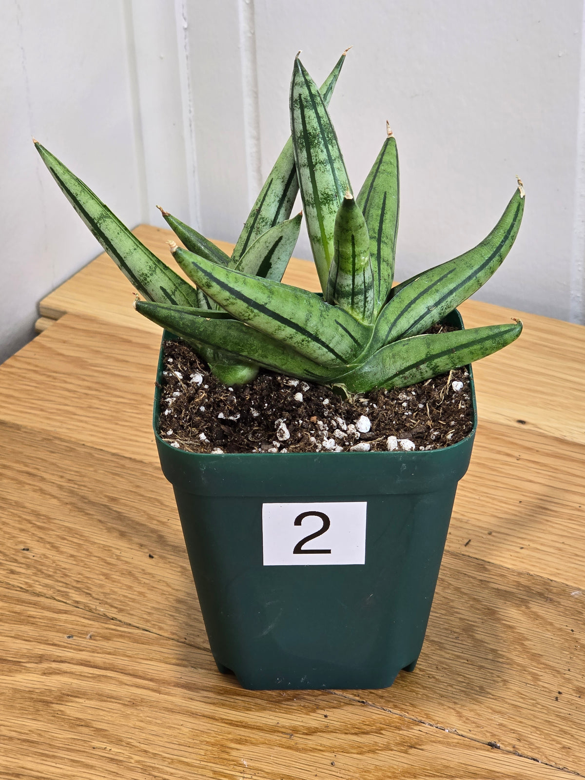 Sansevieria 'Fatman' – Unusual Growth – Fully Rooted in 4" Pot – USA Seller