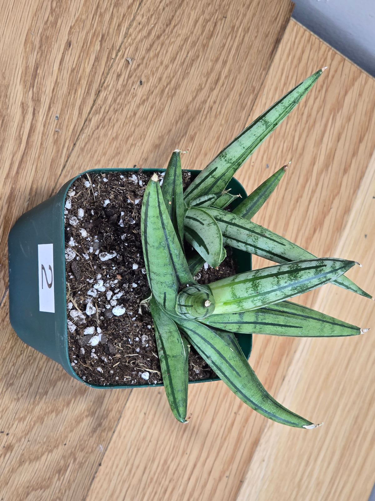 Sansevieria 'Fatman' – Unusual Growth – Fully Rooted in 4" Pot – USA Seller